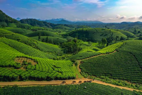 Cảnh bình minh đắt giá tại đồi chè đang 'hot' nhất Phú Thọ