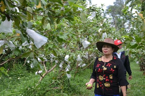 Phát triển cây ổi lê trên vùng đất Mộ Đức