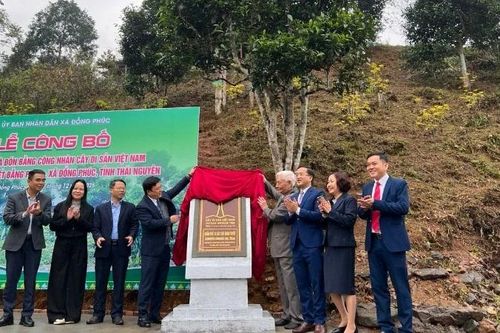 Thái Nguyên đón nhận công nhận 12 cây chè Shan tuyết là cây Di sản Việt Nam