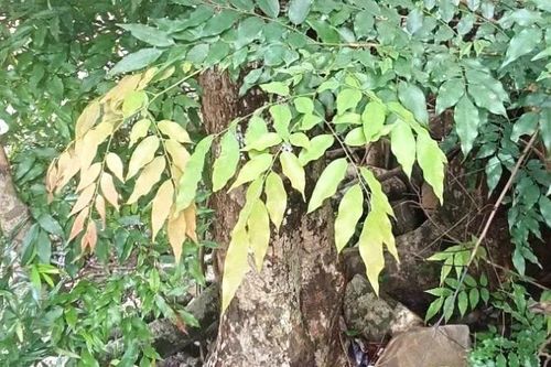 Quảng Trị tăng cường bảo vệ rừng trước tình trạng khai thác cây Mán đĩa trái phép