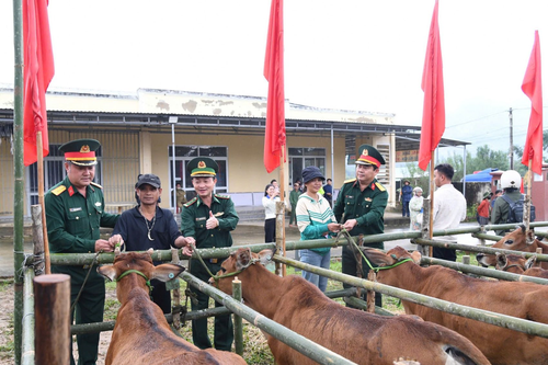 Đoàn Kinh tế - Quốc phòng 207 trao bò giống sinh sản hỗ trợ sinh kế