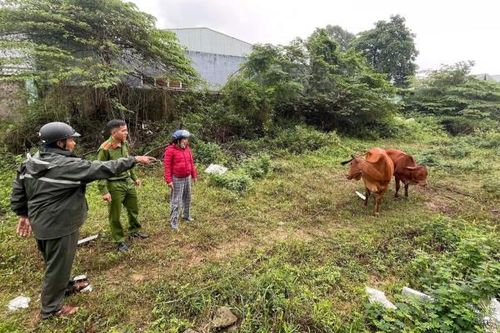 'Nuốt bò' không trôi!