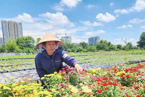 Làng hoa tất bật vụ tết