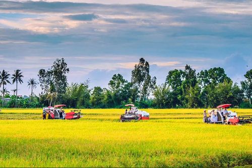 Doanh nghiệp Nhật Bản tìm hiểu, tham gia phát triển lúa chất lượng cao tại ĐBSCL