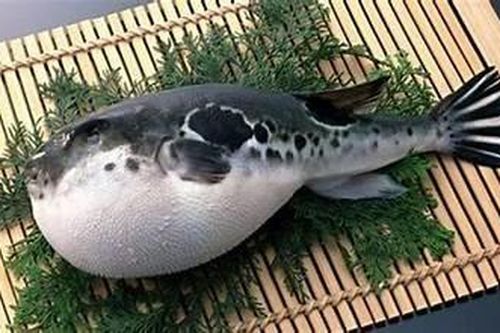 Nam thanh niên ở Quảng Ninh bị ngộ độc nguy kịch do ăn cá nóc