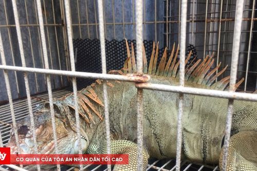 Phát hiện 75 con rồng Nam Mỹ tại nhà dân ở TP.HCM
