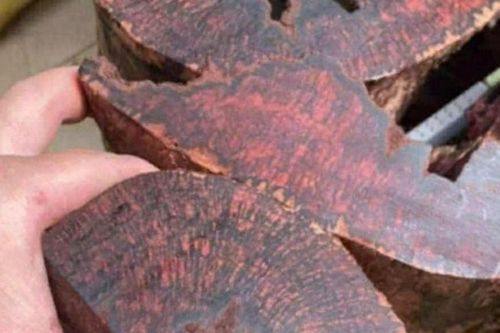Loại gỗ tạp có lõi đỏ được mua đến 3 triệu đồng/kg, dân ồ ạt lên rừng săn lùng