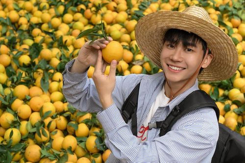 Vườn cam chín mọng, sai trĩu cách Hà Nội hơn 100km, khách ghé 3 lần chưa chán