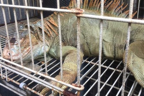 Phát hiện cơ sở không số nuôi nhốt trái phép 75 con rồng Nam Mỹ