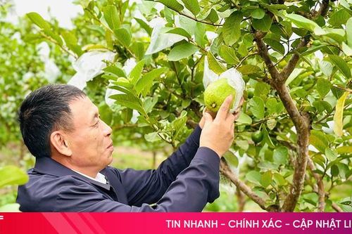 Mở hướng thoát nghèo từ trồng ổi trên diện tích đất kém hiệu quả ở Thạch Hà