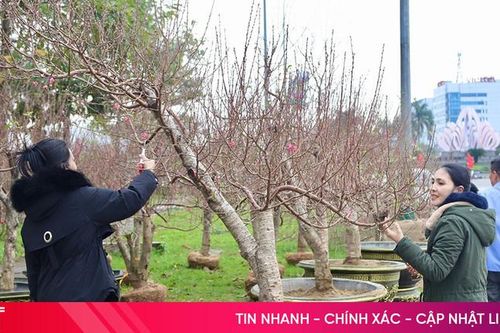Những khu vực nào được trưng bày hoa, cây cảnh phục vụ thị trường Tết ở Thành Sen?