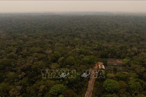 Khí hậu siêu nhiệt đới đe dọa 'lá phổi xanh' lớn nhất hành tinh