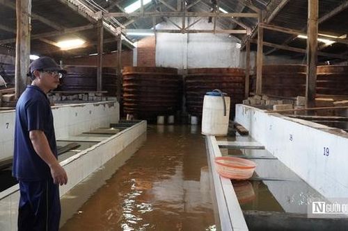 Mưa lũ làm 'gián đoạn' chuỗi sản xuất, làng nghề nước mắm Lâm Đồng gấp rút phục hồi
