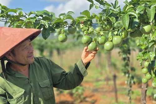 Lập kỷ lục xuất khẩu, chanh leo Việt Nam vẫn đứng trước nhiều thách thức