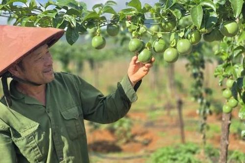 Chanh leo tăng trưởng thần tốc, lập kỷ lục xuất khẩu