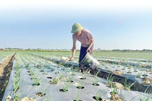 Nhiều khó khăn trong sản xuất vụ đông
