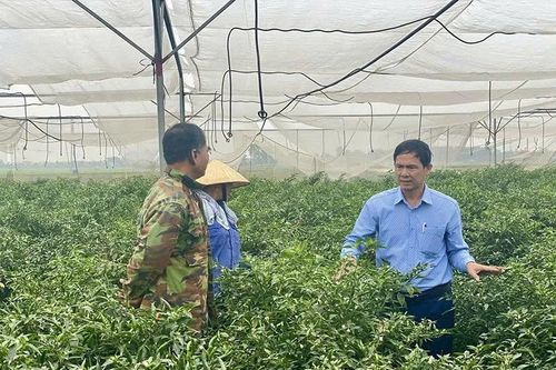 Phát triển các vùng sản xuất nông nghiệp tập trung