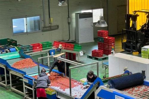 Xuất khẩu lao động: Những mảng màu sáng - tối