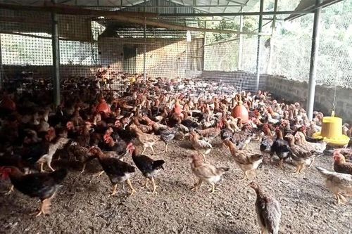 Chuyển biến trong giảm nghèo ở xã Quan Sơn