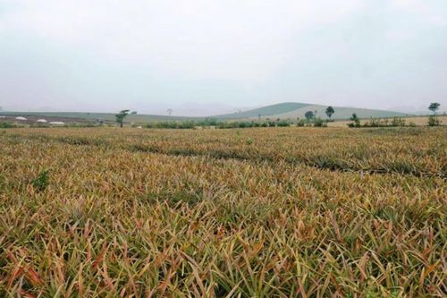 Bệnh thối nõn bùng phát, hàng trăm ha dứa tại Thanh Hóa, Nghệ An mất trắng