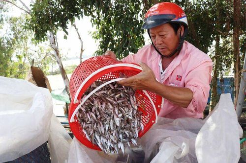 Hối hả mùa bấc