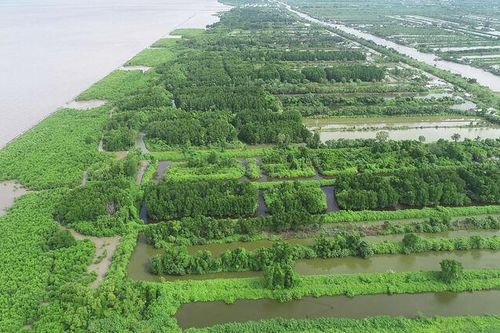 Giữ rừng phòng hộ ven biển