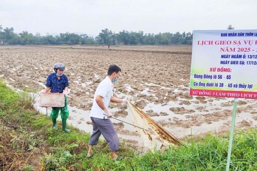 Định hướng lịch gieo sạ và cơ cấu giống lúa vụ đông xuân