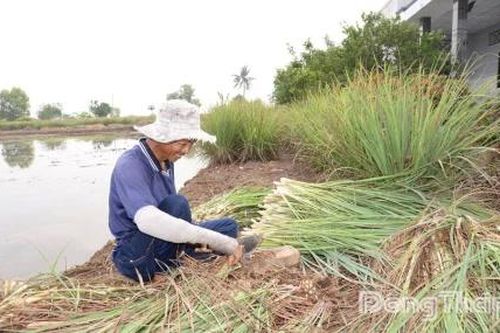 Giá sả tăng, nông dân lãi khá