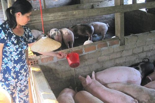 Giá heo hơi thiết lập kỷ lục mới, đạt 62.000 đồng/kg