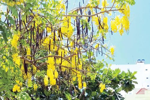 Hoa vàng sân trước