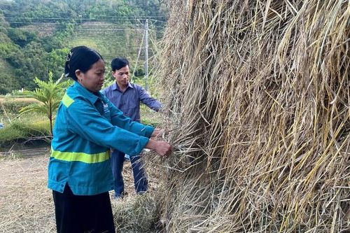 Mường Than chủ động dự trữ thức ăn, bảo vệ đàn đại gia súc trong mùa đông