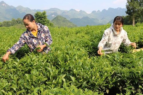 Bản Lầu tập trung đẩy mạnh phát triển các cây trồng chủ lực
