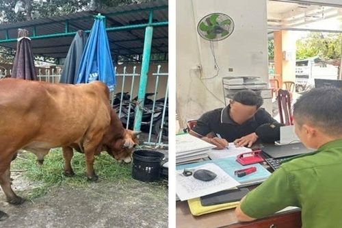 Thả rông bò trên đường phố, chủ bò bị xử phạt
