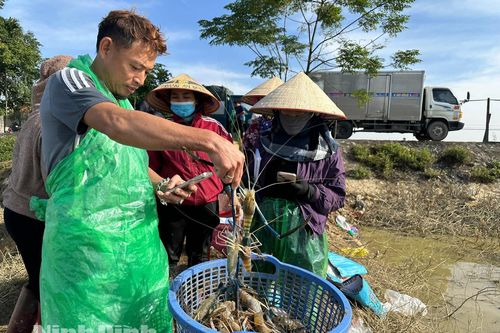 Mùa 'cá nhảy' trên đồng chiêm