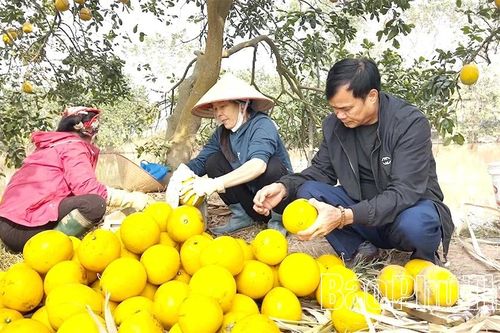 Bưởi Vĩnh Phú - 'Hương vị đất Phủ'