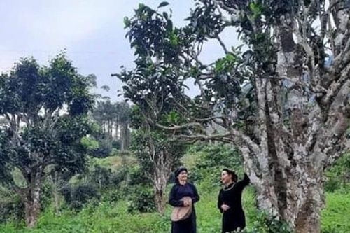 12 cây chè Shan tuyết Bằng Phúc được công nhận cây Di sản Việt Nam