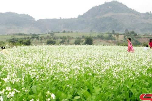 Hoa cải vàng thương nhớ