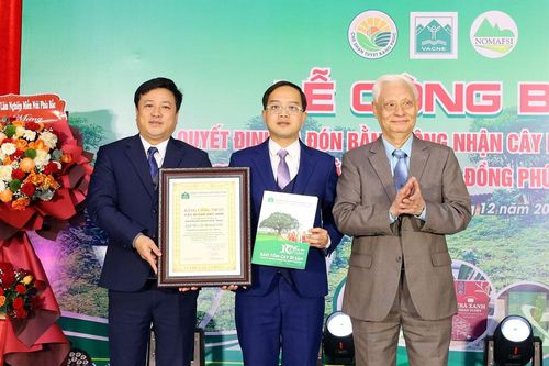 Quần thể 12 cây chè Shan tuyết tại xã Đồng Phúc được công nhận là 'Cây di sản Việt Nam'