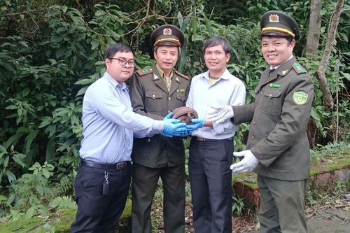 Thả động vật rừng quý hiếm do người dân tự nguyện giao nộp về Vườn Quốc gia Bạch Mã
