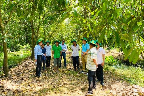 Phục hồi vườn cây ăn trái Đồng bằng sông Cửu Long sau ngập úng: Giải pháp khoa học cho bà con nhà vườn