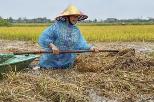 Biển đổi khí hậu và giải pháp 'xanh hóa' đô thị?