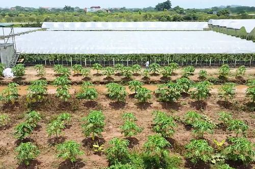 Từ 2026, chuyển đất vườn sang đất ở chỉ nộp 30%