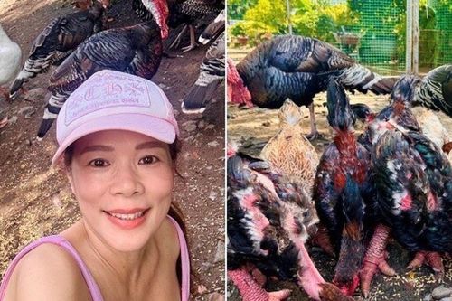 Ca sĩ Mỹ Lệ thu hoạch 'trái cây khổng lồ' trong khu vườn hơn 10.000m2: Nải chuối to chưa từng thấy, nhìn quả dứa càng bàng hoàng