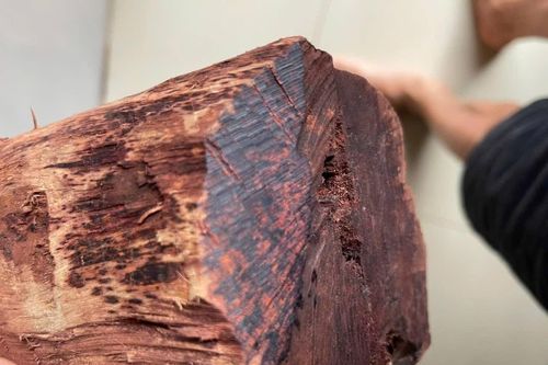 Thương lái ồ ạt thu mua gỗ mán đỉa giá 3 triệu/kg: Kiểm lâm Quảng Trị vào cuộc