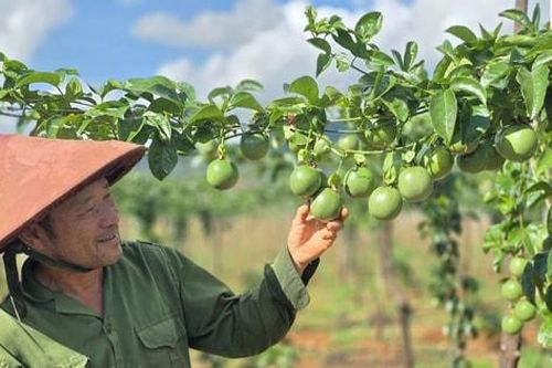 Chanh leo Việt Nam bứt phá, hướng tới ngành hàng tỷ đô