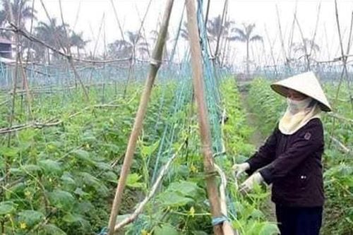 Chìa khóa giúp nông dân Hưng Đạo thoát nghèo