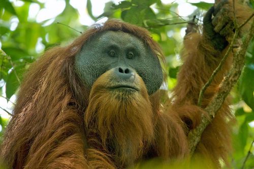 Nguy cơ tuyệt chủng đười ươi quý do lũ lụt tại Indonesia