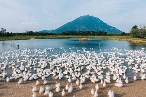 Cảnh lùa vịt như AI ở Tây Ninh