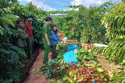 Một phụ nữ bị bắt quả tang vì trộm cắp cà phê