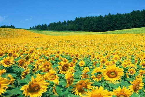 Cánh đồng hoa hướng dương Nghệ An sắp mở cửa đón khách tham quan tự do